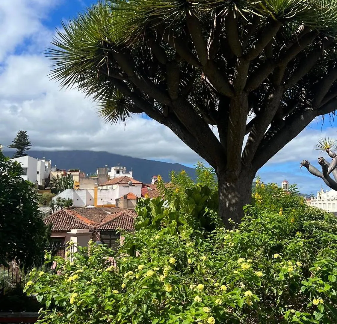 Tenerife Te Espera! Lägenhet Icod De Los Vinos
